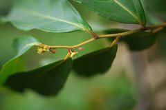 Ventilago bombaiensis